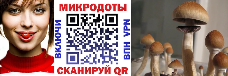 Псилоцибиновые грибы Cubensis  Купить  Данилов 